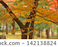 Autumn in a quiet park 142138824