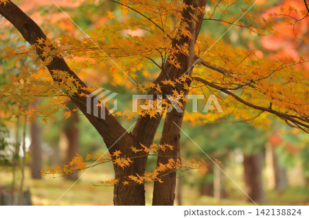 Autumn in a quiet park Autumn in a quiet park 142138824