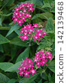 Pentas (vertical composition) 142139468