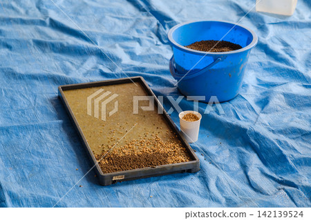 Seedling trays, seeding, and covering with soil: Rice cultivation sowing process and soil-filling tools Seedling trays, seeding, and covering with soil: Rice cultivation sowing process and soil-filling tools 142139524