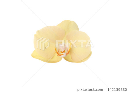 Yellow vanilla orchid on white background, isolated on white, PNG Yellow vanilla orchid on white background, isolated on white, PNG 142139880
