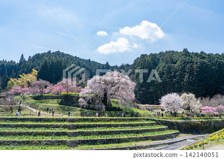 又兵衛櫻花樹,又稱本鄉瀧櫻,是奈良縣宇多市大田町一棵壯麗的垂枝櫻花樹,估計樹齡為 300 年。 又兵衛櫻花樹,又稱本鄉瀧櫻,是奈良縣宇多市大田町一棵壯麗的垂枝櫻花樹,估計樹齡為 300 年。 142140051
