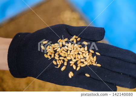 A newly germinated rice seed held in the hand: The beginning of rice cultivation and the sprouting of life. A newly germinated rice seed held in the hand: The beginning of rice cultivation and the sprouting of life. 142140080