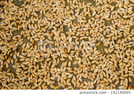 Rice seeds packed into seedling trays: The rice planting process and signs of germination. Rice seeds packed into seedling trays: The rice planting process and signs of germination. 142140095