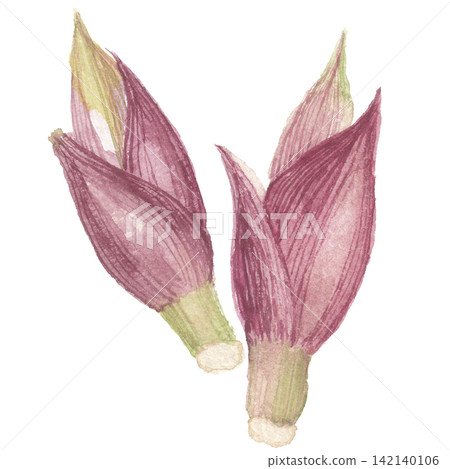 Two ginger plants painted in watercolor. Two ginger plants painted in watercolor. 142140106