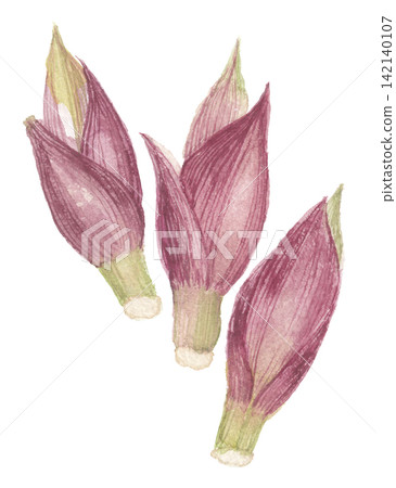 Three ginger plants painted in watercolor. Three ginger plants painted in watercolor. 142140107