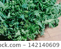 Fresh wasabi greens with vibrant green leaves. 142140609
