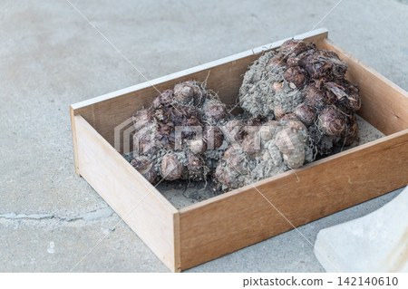 芋頭連著泥土一起裝在木箱裡收成。 芋頭連著泥土一起裝在木箱裡收成。 142140610