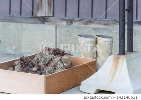 Taro roots with soil still attached, in a wooden box, and work boots. Taro roots with soil still attached, in a wooden box, and work boots. 142140611