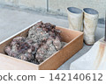 Taro roots with soil still attached, in a wooden box, and work boots. 142140612