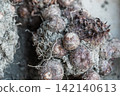 A close-up of a freshly dug taro root still attached to the soil. 142140613