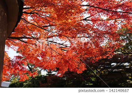 Autumn leaves of maple trees at a temple in Kyoto Autumn leaves of maple trees at a temple in Kyoto 142140687