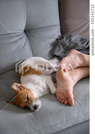 Small dog sleeping beside persons bare feet on comfortable sofa at home. Small dog sleeping beside persons bare feet on comfortable sofa at home. 142141712