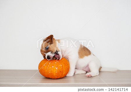 Playful puppy biting pumpkin on wooden floor. Playful puppy biting pumpkin on wooden floor. 142141714