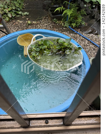 Rainy season garden Rainy season garden 142142689