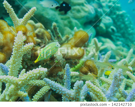 珊瑚、藍色海洋和扳機魚 珊瑚、藍色海洋和扳機魚 142142710