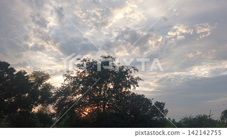 Beautiful Golden Hour Sunlight Shining Through Tree Branches Beautiful Golden Hour Sunlight Shining Through Tree Branches 142142755