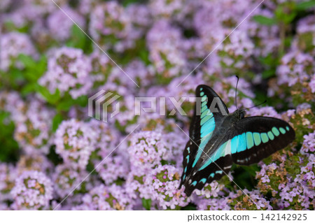 一隻藍鳳蝶正在吸食一朵紫色小花的花蜜。 142142925