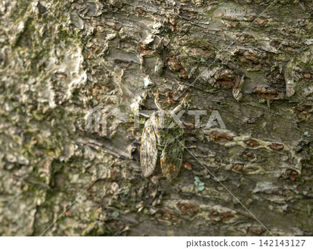 Nainiismy which stops on a tree Nainiismy which stops on a tree 142143127