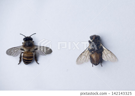 Two honeybee specimens displayed side-by-side on a plain white background, showing dorsal and ventral views for entomological study 142143325