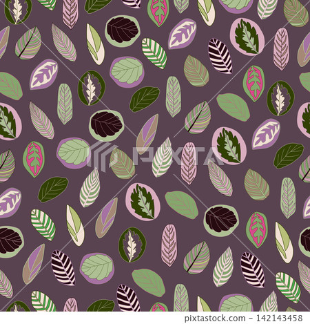 Calathea plant strength and beauty lie in its leaves. The delightfully oval shapes come in various shades of green and some have an occasional hint of deep purple. Calathea plant strength and beauty lie in its leaves. The delightfully oval shapes come in various shades of green and some have an occasional hint of deep purple. 142143458