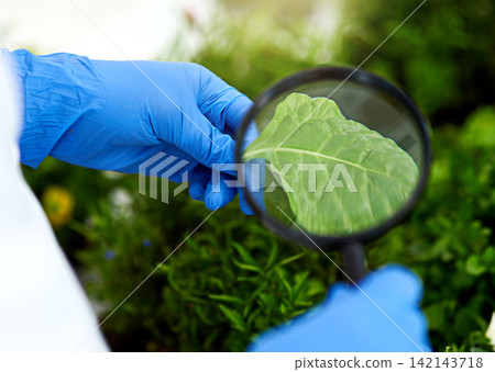 Hands, magnifying glass and plant in lab for food production, analysis and green with science experiment. Person, leaf and zoom in workplace for agriculture for future, gmo engineering and innovation Hands, magnifying glass and plant in lab for food production, analysis and green with science experiment. Person, leaf and zoom in workplace for agriculture for future, gmo engineering and innovation 142143718