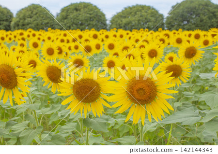 The background is a sunflower field lined with trees. 142144343