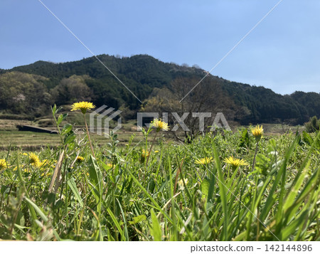 "Dandelions blooming in the terraced rice fields of Hosokawa" - A stroll through Asuka Village, Nara Prefecture 142144896