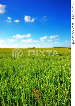 Green grass, field and blue sky with clouds in meadow for agriculture in countryside for environment growth. Cloudscape, horizon and beautiful in springtime in Texas with view for season with eco Green grass, field and blue sky with clouds in meadow for agriculture in countryside for environment growth. Cloudscape, horizon and beautiful in springtime in Texas with view for season with eco 142145276