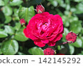 A red rose 142145292