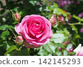 Rose of pink 142145293