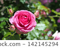 Rose of pink 142145294