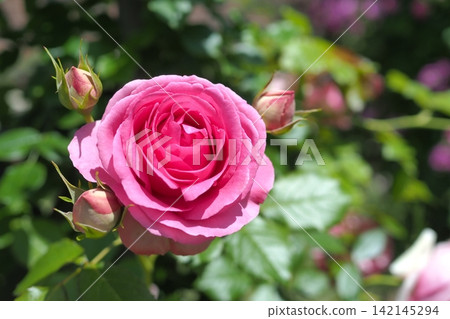 Rose of pink 142145294