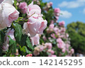 Pink roses shine in the blue sky 142145295
