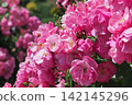 Pink rose flowers are blooming 142145296
