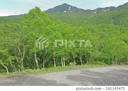 蝦夷鹿漫步在知床的山林中,山坡上仍殘留著斑駁的積雪。 蝦夷鹿漫步在知床的山林中,山坡上仍殘留著斑駁的積雪。 142145475