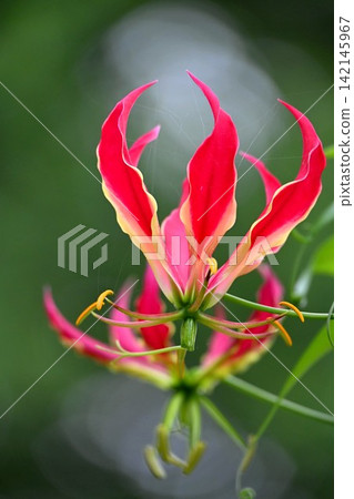 Gloriosa 142145967