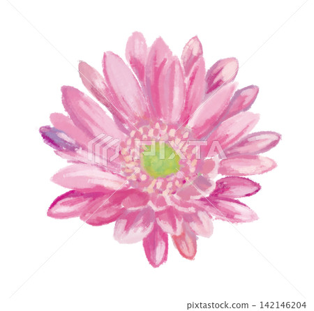 粉色非洲菊的插圖 粉色非洲菊的插圖 142146204