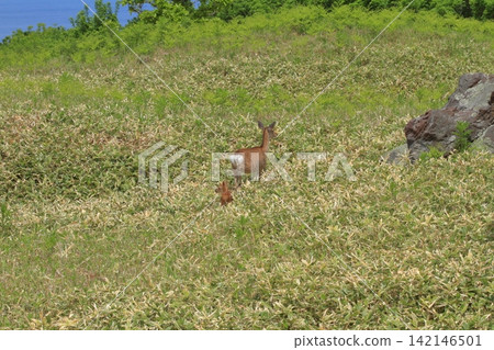 A view of the grasslands of Shiretoko Five Lakes where a family of Hokkaido deer can be seen. 142146501