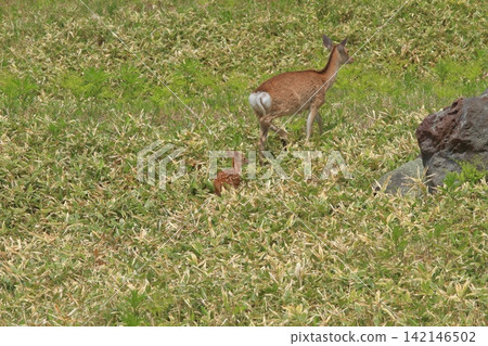 A view of a mother and baby Hokkaido deer walking across the grasslands of Shiretoko Five Lakes. A view of a mother and baby Hokkaido deer walking across the grasslands of Shiretoko Five Lakes. 142146502