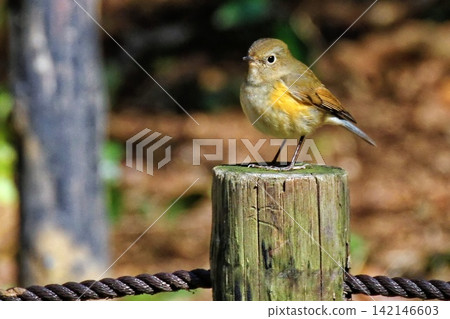 A Siberian Blue Robin perched on a wooden stake. A Siberian Blue Robin perched on a wooden stake. 142146603