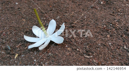 A single white jasmine flower lying upside down on the dark ground. A single white jasmine flower lying upside down on the dark ground. 142146954