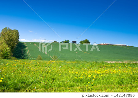 Landscape, field and nature in farm, trees and environment with peace, blue sky and ecosystem in countryside. Sustainability, morning and grass for ecology, scenery and outdoor, greenery and park Landscape, field and nature in farm, trees and environment with peace, blue sky and ecosystem in countryside. Sustainability, morning and grass for ecology, scenery and outdoor, greenery and park 142147096