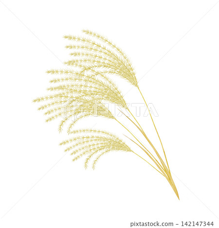 Mid-Autumn Festival, Moon Viewing, Pampas Grass, Watercolor Illustration 142147344