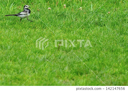 A white wagtail walking on a green lawn A white wagtail walking on a green lawn 142147656