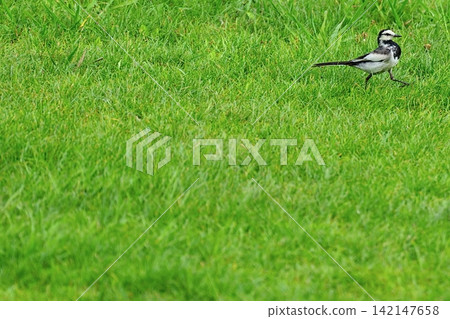 A side view of a white wagtail walking on the grass. A side view of a white wagtail walking on the grass. 142147658