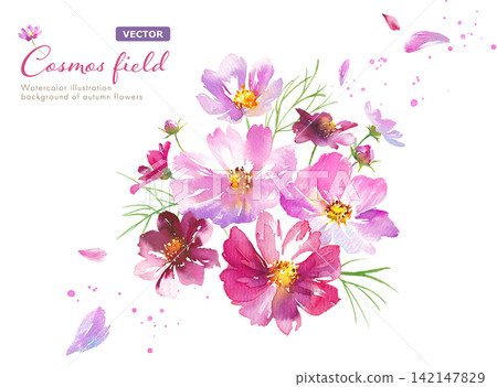 Autumn Flowers: Watercolor illustration of cosmos flowers with fluttering petals and an arrangement - Clipart (Vector) Autumn Flowers: Watercolor illustration of cosmos flowers with fluttering petals and an arrangement - Clipart (Vector) 142147829