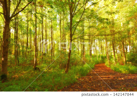 Environment, jungle and path with trees in autumn for conservation or sustainability of ecosystem. Forest, nature and dirt road with woods climate or landscape for adventure, exploration and hiking Environment, jungle and path with trees in autumn for conservation or sustainability of ecosystem. Forest, nature and dirt road with woods climate or landscape for adventure, exploration and hiking 142147844