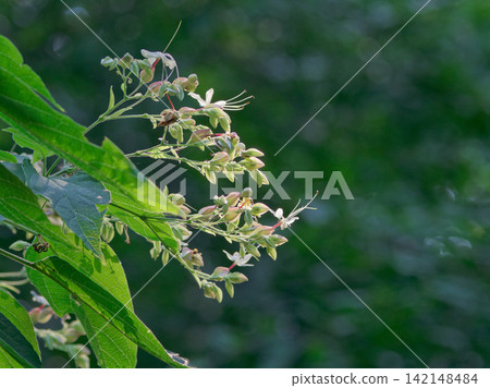 Rabbit flowers Rabbit flowers 142148484