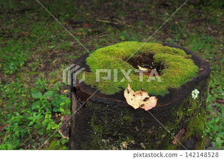 Yayoi stump 142148528